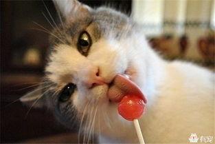 娱乐吃瓜酱社恐猫咪,社恐猫咪的娱乐吃瓜日常