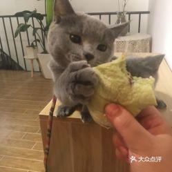 娱乐吃瓜君面包猫,面包猫背后的故事与魅力